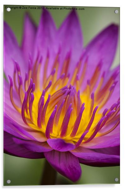 Macro photograph of a water lily Acrylic by Zoe Ferrie