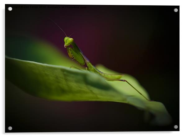 Praying Mantis Acrylic by Zoe Ferrie