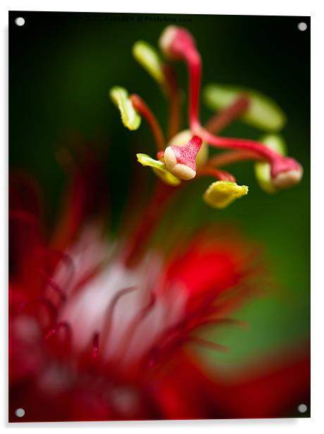 Passiflora flower Acrylic by Zoe Ferrie