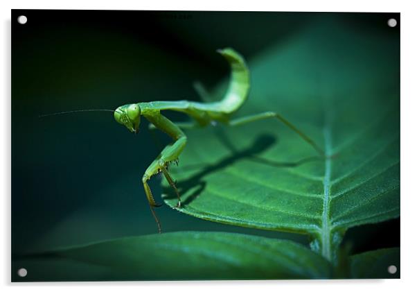 Walking Mantis Acrylic by Zoe Ferrie