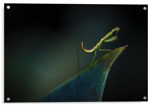 Praying Mantis Acrylic by Zoe Ferrie