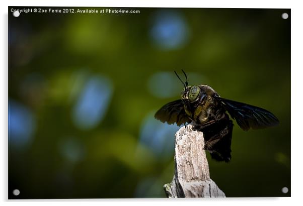 Macro Photograph of a Great Carpenter Bee Acrylic by Zoe Ferrie