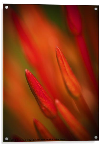 Abstract Macro photograph of the buds on an Ixora  Acrylic by Zoe Ferrie