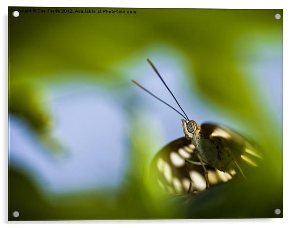 Butterfly through a leaf Acrylic by Zoe Ferrie