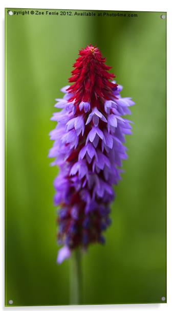 Primula Vialii (Chinese Pagoda Primrose) Acrylic by Zoe Ferrie