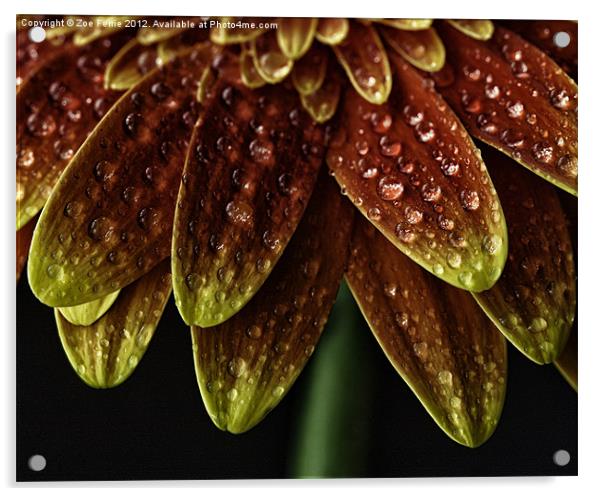 Nature''s Umbrella Acrylic by Zoe Ferrie