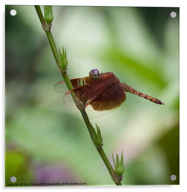 Macro photograph of a Dragonfly Acrylic by Zoe Ferrie