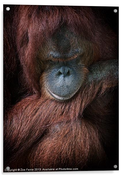Portrait of an orangutan Acrylic by Zoe Ferrie