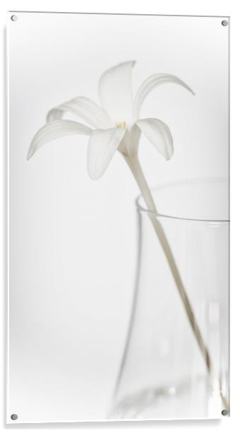 White Flower in a Vase Acrylic by Zoe Ferrie