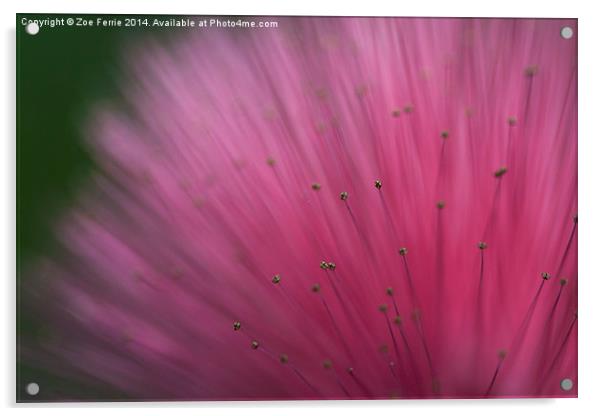 Macro photograph of a Calliandra flower Acrylic by Zoe Ferrie