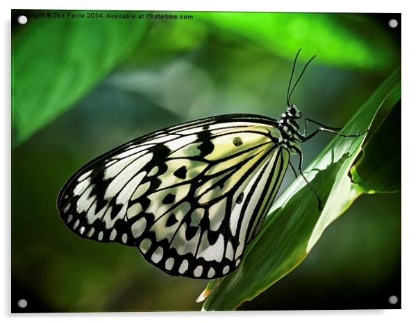 Rice Paper Butterfly Acrylic by Zoe Ferrie