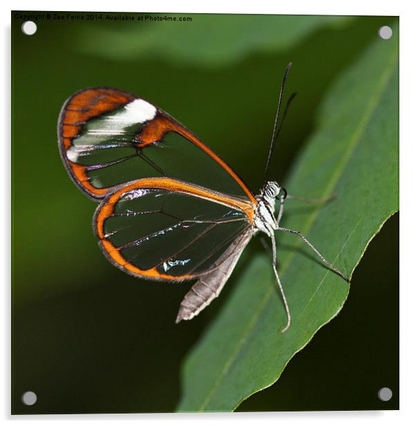Glasswinged Butterfly Acrylic by Zoe Ferrie