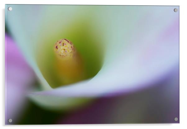 Portrait of the stamen of a Calla Lily Acrylic by Zoe Ferrie