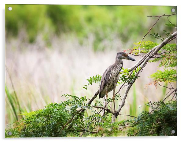 Juvenile Yellow Crowned Night Heron Acrylic by Zoe Ferrie