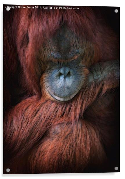 Portrait of an orangutan Acrylic by Zoe Ferrie