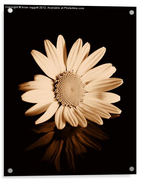 Albumen Daisy Acrylic by Brian  Raggatt