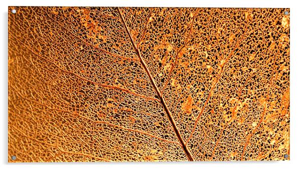 Leaf Vein Detail Acrylic by Brian  Raggatt