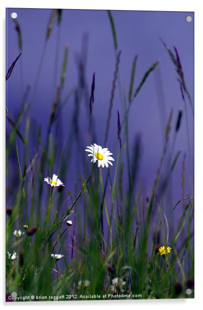 Hiding in the long grass Acrylic by Brian  Raggatt