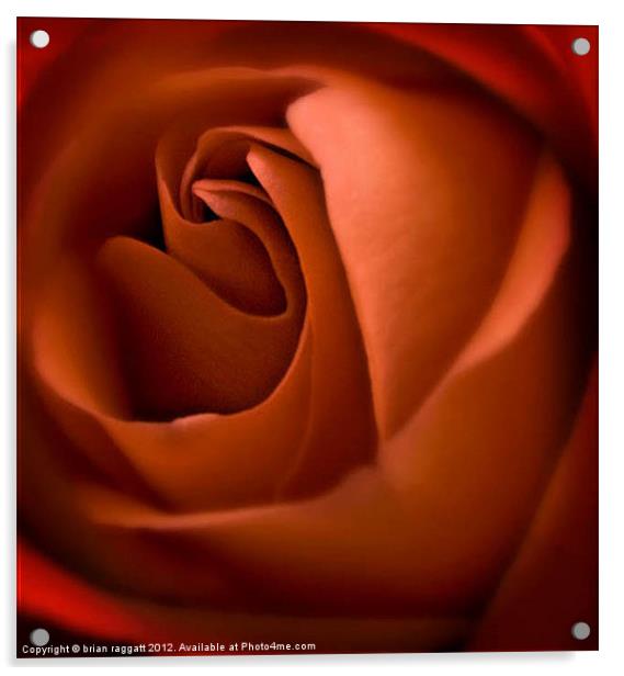 Red Rose Heart Acrylic by Brian  Raggatt
