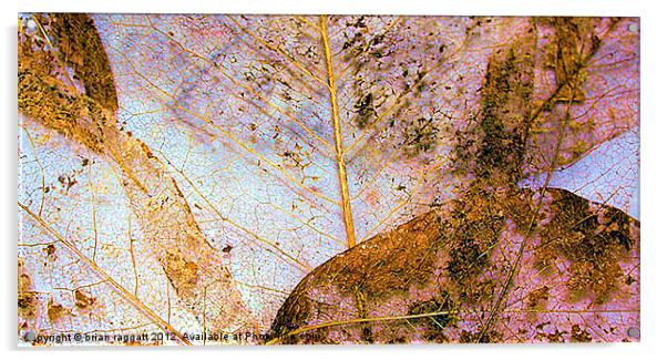 Leaf Skeletons Acrylic by Brian  Raggatt