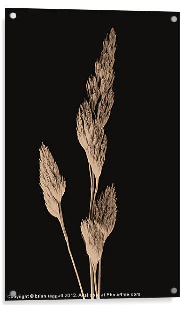 Daguerreotype grass Acrylic by Brian  Raggatt