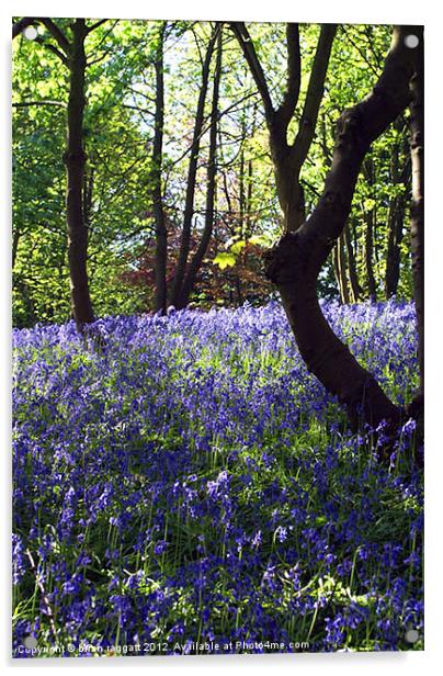 Blue Bell Glen Acrylic by Brian  Raggatt