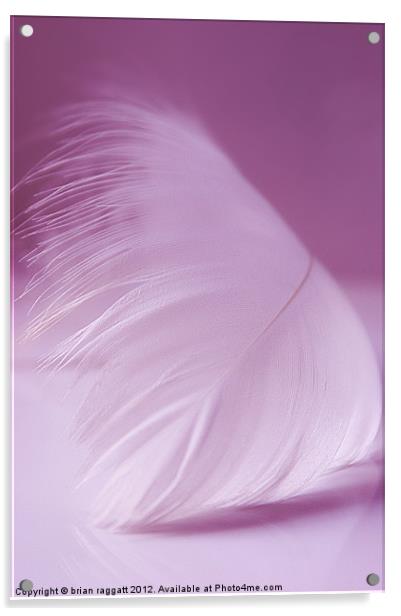 White Feather Acrylic by Brian  Raggatt