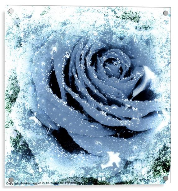 Frozen Rose Acrylic by Brian  Raggatt