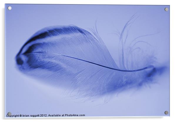 Blue Feather Acrylic by Brian  Raggatt