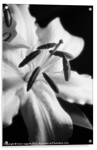 Lily  white macro Acrylic by Brian  Raggatt