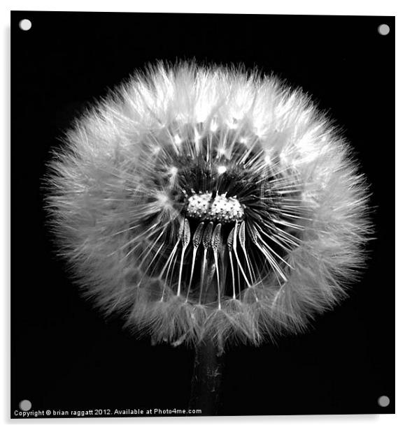 Dandelion Seed Head Acrylic by Brian  Raggatt