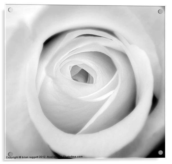 White Rose BW Acrylic by Brian  Raggatt