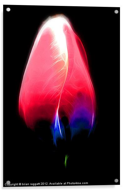 Tulip glow Acrylic by Brian  Raggatt