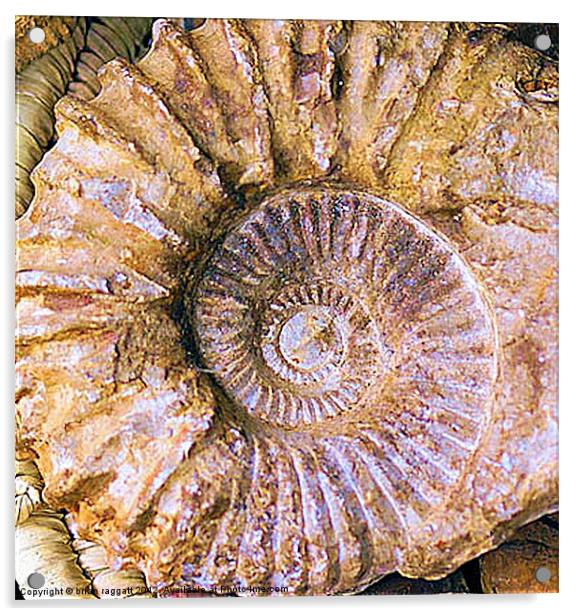 Ammonite fossil Acrylic by Brian  Raggatt