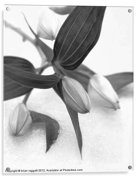 Lily on snow Acrylic by Brian  Raggatt