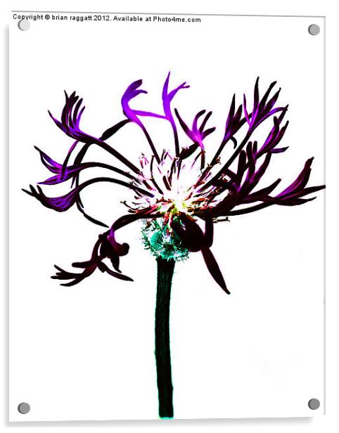 Cross Process Flower Abstract Acrylic by Brian  Raggatt