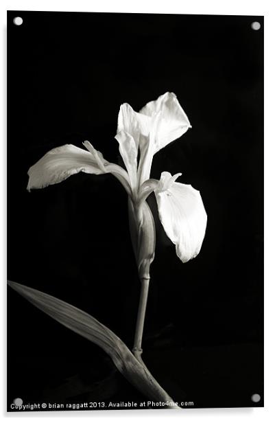 Wild Orchid on Black Acrylic by Brian  Raggatt