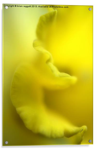 Daffodil frill Acrylic by Brian  Raggatt