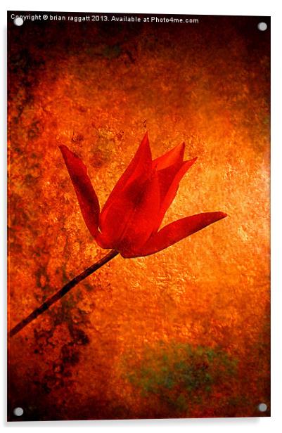 Little Red Tulip Acrylic by Brian  Raggatt