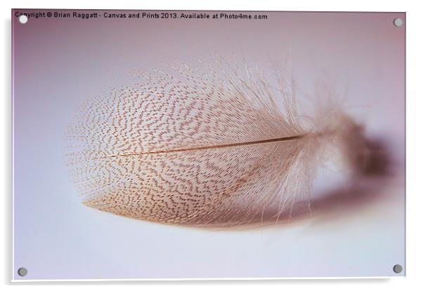 Duck feather Acrylic by Brian  Raggatt
