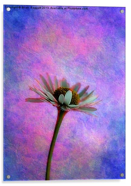 Daisy Skies Acrylic by Brian  Raggatt