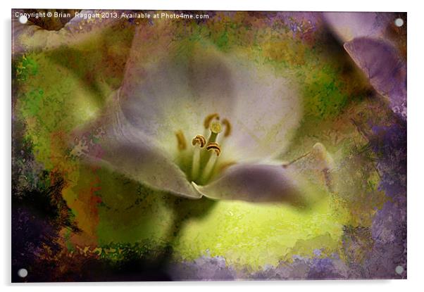 Nectar Delights Acrylic by Brian  Raggatt