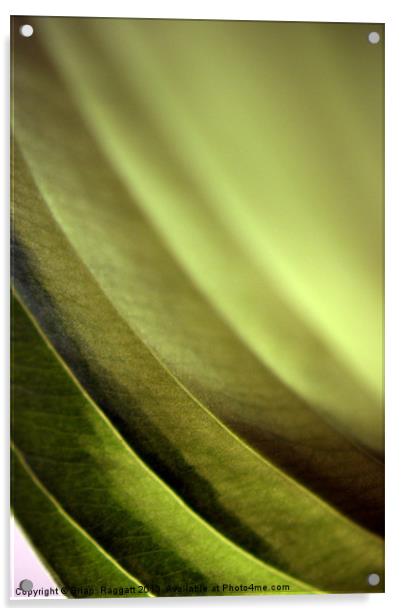 Abstract Leaf Acrylic by Brian  Raggatt