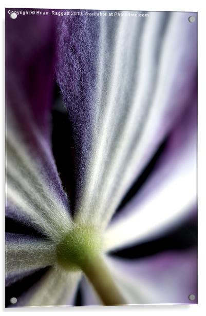 Clematis Flower Stem Acrylic by Brian  Raggatt