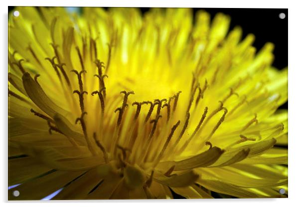 Dandelion Flower  macro Acrylic by Brian  Raggatt
