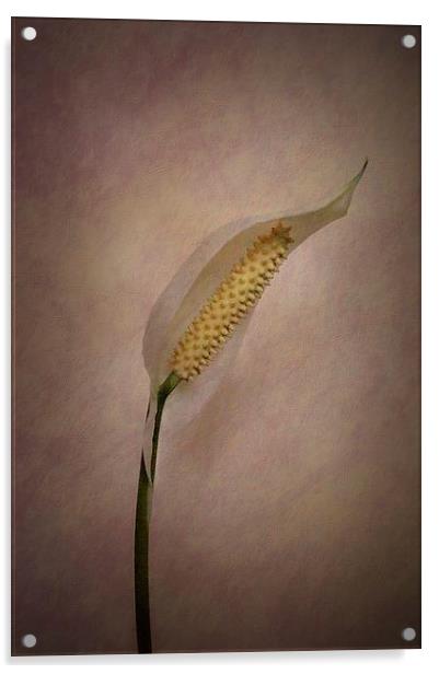 Peace for Lily Acrylic by Brian  Raggatt