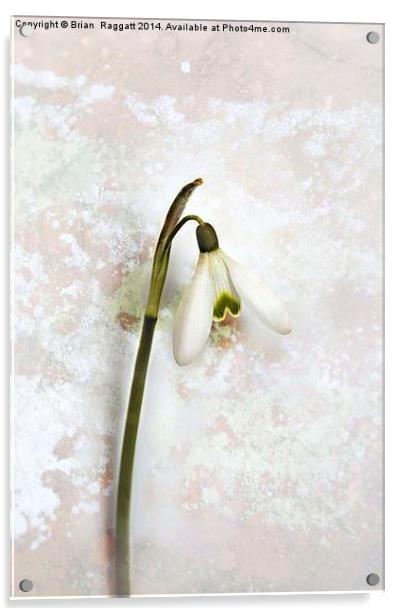 Snowdrop Tear Acrylic by Brian  Raggatt