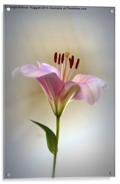 Lily The Pink Acrylic by Brian  Raggatt