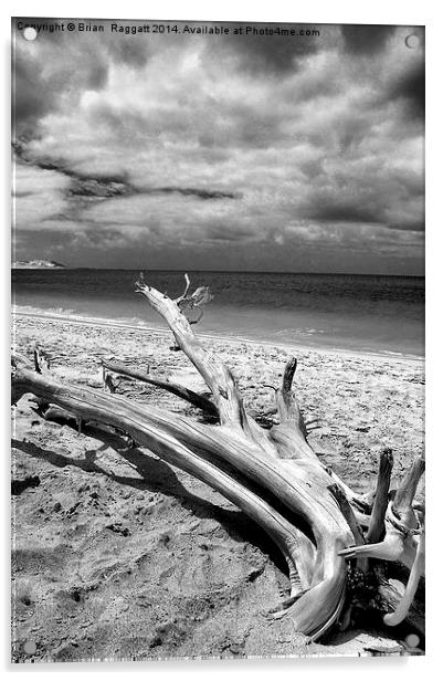 Tropical Beach Driftwood BW Acrylic by Brian  Raggatt