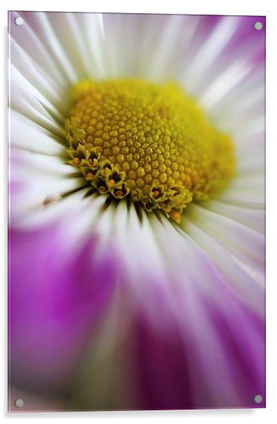 Daisy macro petals Acrylic by Brian  Raggatt